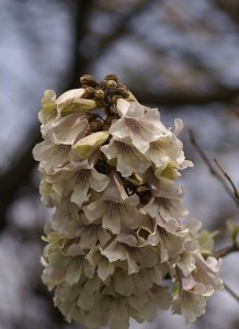 白花泡桐简介 白花泡桐图片欣赏