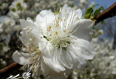 白花山碧桃介绍 白花山碧桃图片欣赏