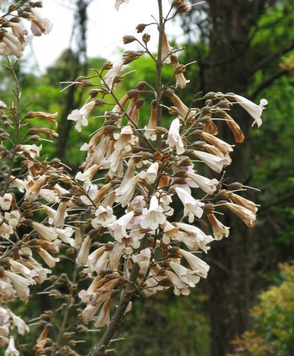 白花泡桐图片三