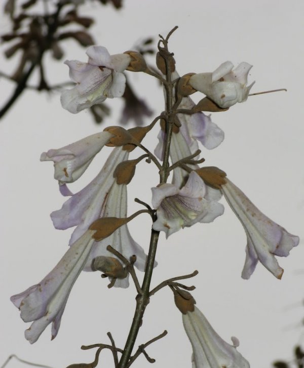 白花泡桐图片四