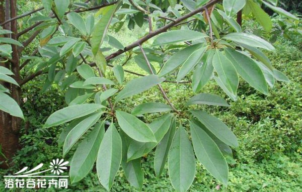 毛果木莲图片二