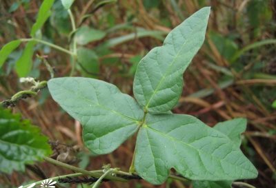 紫花大翼豆详解 紫花大翼豆长什么样图