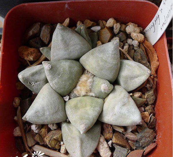 青瓷牡丹图片三