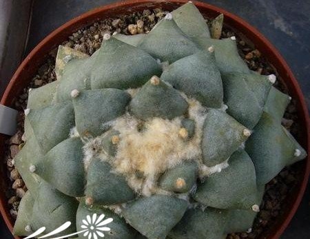 青瓷牡丹图片五