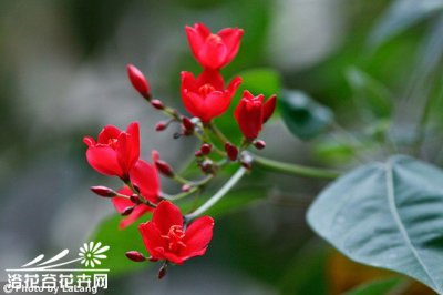 多肉植物提琴叶麻疯树简介 提琴叶麻疯树照片图