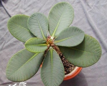 多肉植物喷炎龙介绍 喷炎龙长什么样图