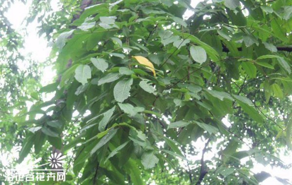 千果榄仁图片三