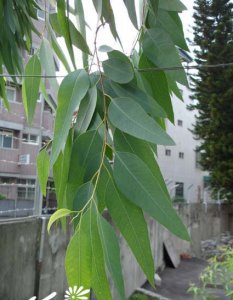 常绿花木柠檬桉简介 柠檬桉长什么样图