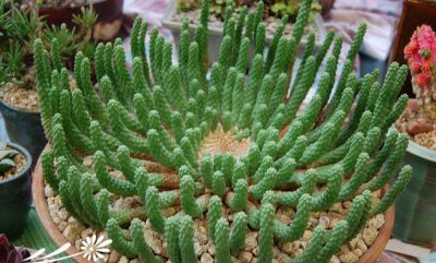 多肉植物九头龙简介 九头龙照片图