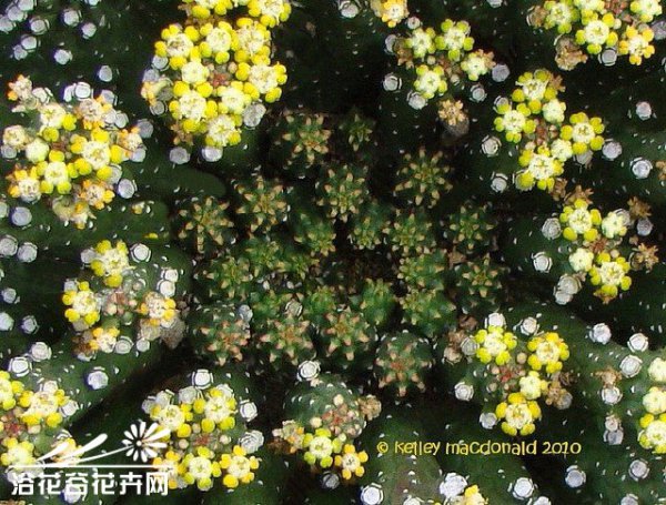 九头龙图片七