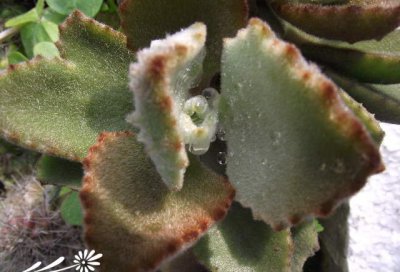 多肉植物玫叶兔耳介绍 玫叶兔耳长什么样图