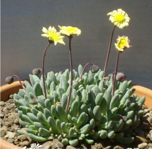 多肉植物黃花新月介绍 黃花新月照片图