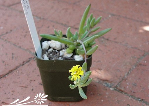 黃花新月图片三