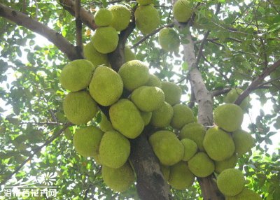 常绿花木菠萝蜜介绍 菠萝蜜照片图