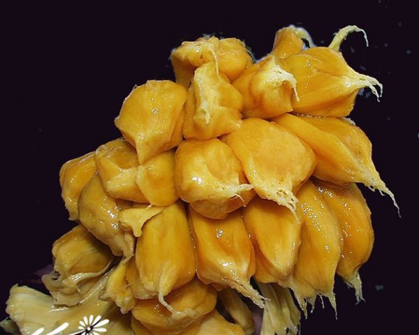 菠萝蜜图片二