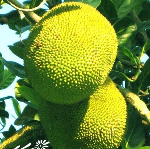 菠萝蜜图片四