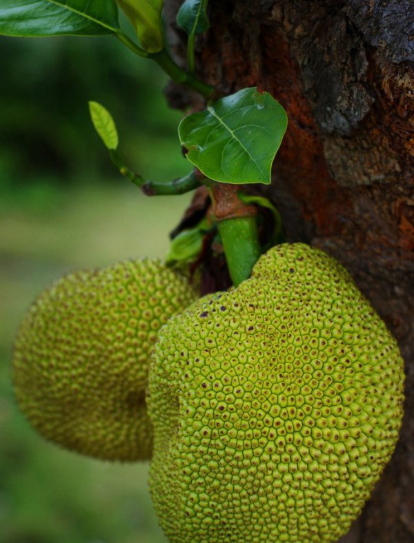 菠萝蜜图片五