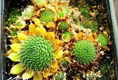 多肉植物修女简介 修女长什么样图