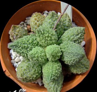 多肉植物太平乐简介 太平乐长什么样图