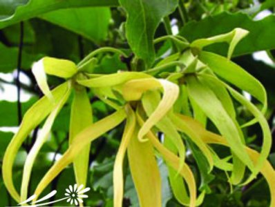 依兰花简介 依兰花长什么样图