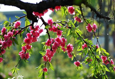 花卉垂枝桃介绍 垂枝桃长什么样图
