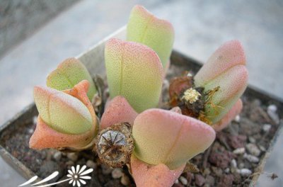 多肉植物丽玉介绍 丽玉照片图