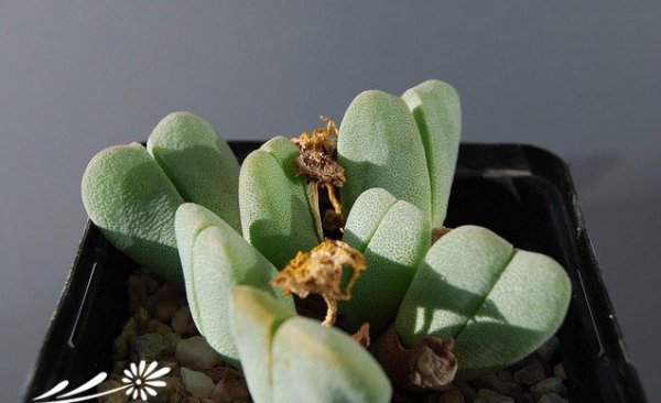 丽玉图片三
