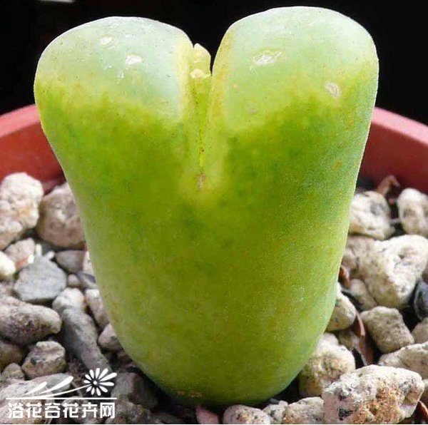 晓光玉图片二
