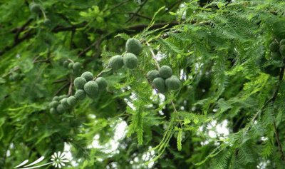 花卉落羽杉简介 落羽杉长什么样图