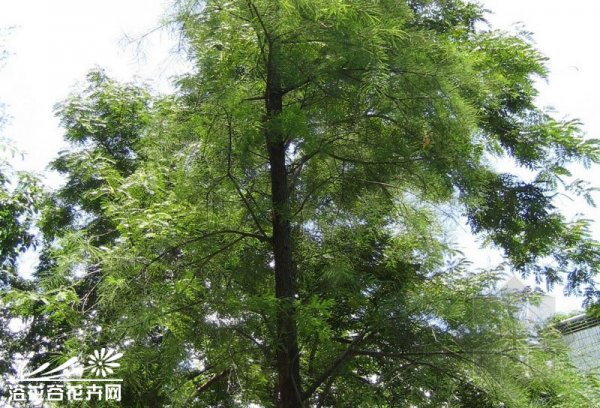 落羽杉图片三