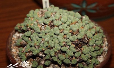 多肉植物春琴玉简介 春琴玉照片图