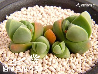 春琴玉图片三