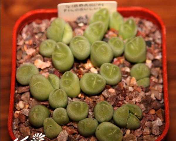 翠滴玉图片一
