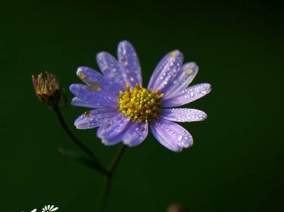 花卉紫菀简介 紫菀长什么样图