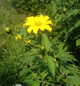 花卉肿柄菊介绍 肿柄菊长什么样图