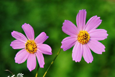 花卉波斯菊介绍 波斯菊长什么样图