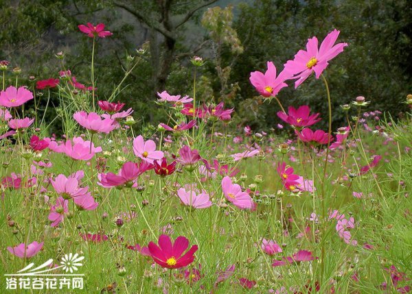 波斯菊图片五