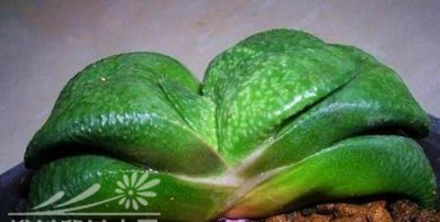 多肉植物卧牛简介 卧牛照片图