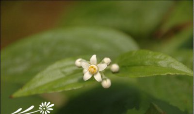 花卉川溲疏简介 川溲疏照片图