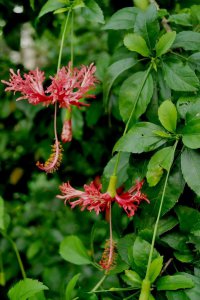 常绿花木吊灯扶桑介绍 吊灯扶桑照片图