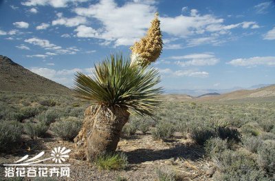 多肉帕里酒瓶树简介 帕里酒瓶树照片图