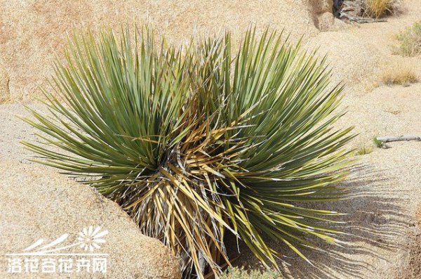 帕里酒瓶树图片三