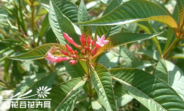 鸡骨常山图片二