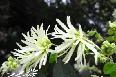 花卉继木简介 继木长什么样图
