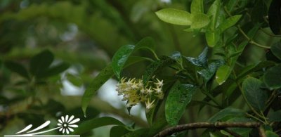 常绿花木慧星球兰简介 慧星球兰长什么样图
