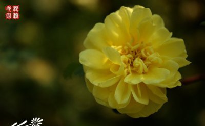 花卉黄刺玫介绍 黄刺玫照片图