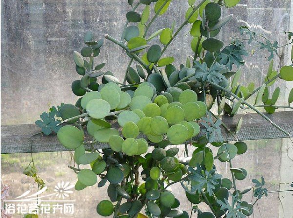碧雷鼓图片四