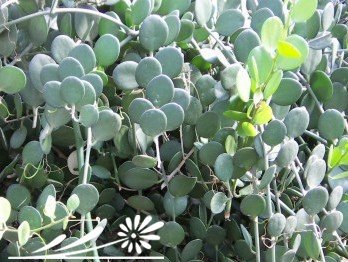 碧雷鼓图片五