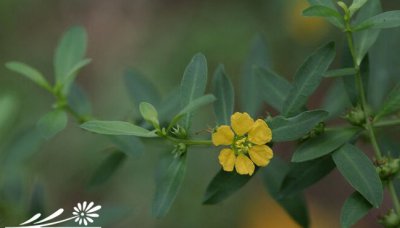 花卉黄薇简介 黄薇照片图