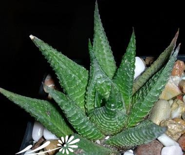 琉璃殿图片四